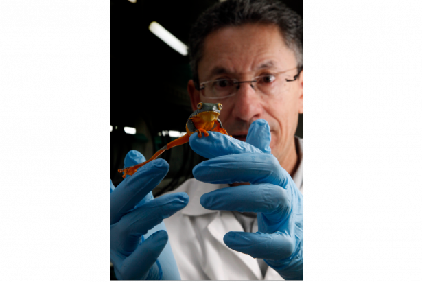 El biólogo sostiene un ejemplar de rana espléndida en sus manos. Foto: Patricio Terán/FAMILIA