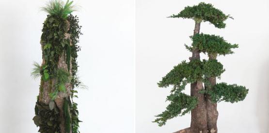 Tótem (izquierda) es un tronco ­natural en donde ­crecen algunas variedades de plantas. El Jumbo Juniperus (derecha) es una planta original de la china, muy popular en Europa. Fotos: Julio Estrella / Familia